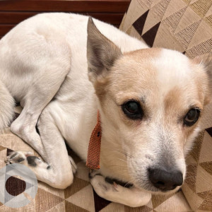 Missing: White Male Indie Dog from K block, Saket