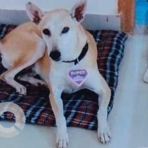 Missing: Brown Female Indie Dog from R.K.Puram Sector 6, New Delhi