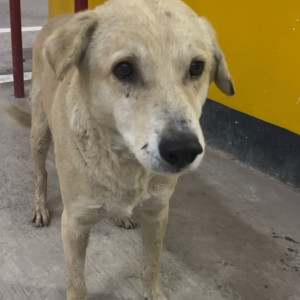 Missing: White Male Indie Dog from Inside Delhi High Court