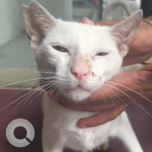 Found: White Male Indie Cat from Versova, Panch Marg