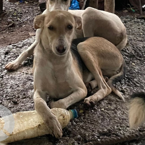 Missing: Black and Brown Male Indie Dog from Cidco Bridge opposite Petsmate Sector 42 A Seawoods