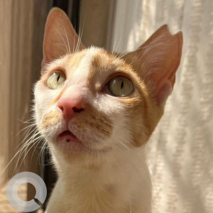 Missing: White Female Indie Cat from Silver Trove Apartments, Veera Desai Road