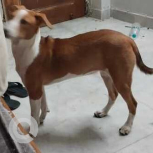 Missing: White-Brown Mix Female Indie Dog from Delhi