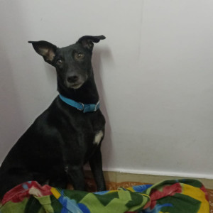 Missing: Black Male Indie Dog from B-5, Rohini, Sector 8, Delhi