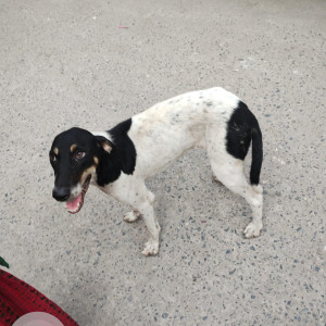 Found: Black and White Female Indie Dog from New Ashok Nagar, Adjacent Noida sector 1