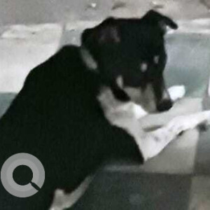 Missing: Black and White Male Indie Dog from Arjun Nagar