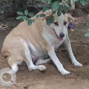 Missing: White-Brown Mix Female Indie Dog from Madangir,  BRT, 50 meters away from mehrauli badarpur intersection