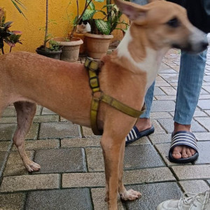 Found: Brown Female Indie Dog from Santacruz West