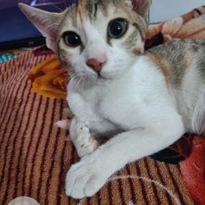 Missing: White and Grey Female Indie Cat from New bloom high school safari nagar Kothaguda