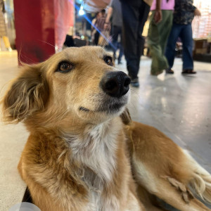 Missing: White-Brown Mix Female Indie Dog from Bengali Sweets, South Extension Part 1, New Delhi