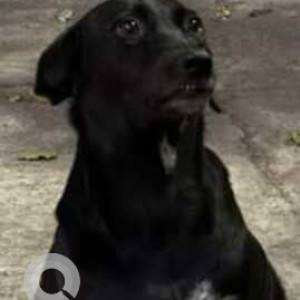 Missing: Black Male Indie Dog from Palika Niwas, Lodhi Road