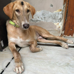 Found: Brown Male Indie Dog from Pitampura, Delhi