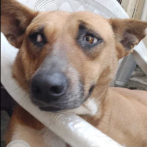 Missing: White-Brown Mix Female Indie Dog from Munirka, DDA
