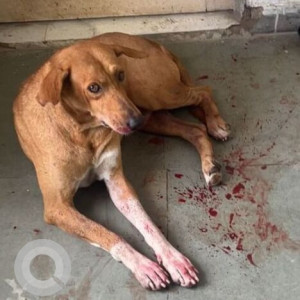 Missing: Brown Male Indie Dog from Bharati Vidyapeeth college, Madipur road