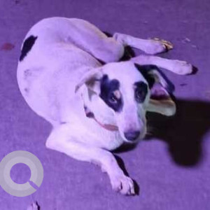 Found: Black and White Male Indie Dog from Rohini, Delhi