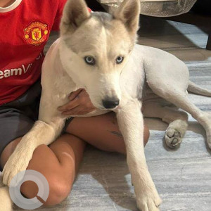Missing: White and Grey Female Husky Dog from Hailey Road New Delhi