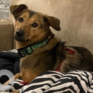 Missing: Black and Brown Female Indie (Pahadi) Dog from Lodhi Colony railway station