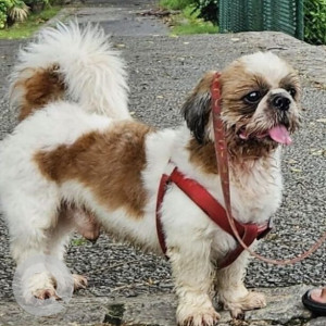Missing: White-Brown Mix Male Shih Tzu Dog from Sector 50, 41 Noida