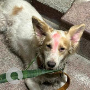 Found: White-Brown Mix Male Indie mix Dog from Yusuf, Sarai, Delhi