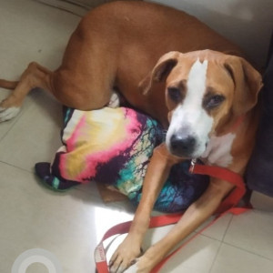 Missing: White-Brown Mix Female Boxer-Indie  mix Dog from East kidwai Nagar near South Market
