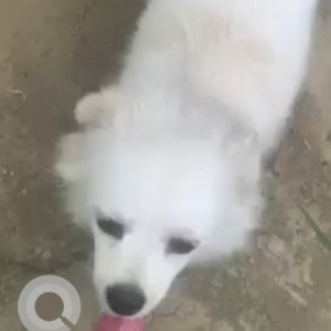 Found: White Female Pomeranian Dog from Enclave, East Delhi