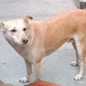 Missing: Brown Male Indie Dog from Devli Village, New Delhi-62
