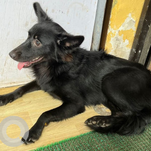 Found: Black Female Pomeranian Dog from Prem nagar Goregaon West