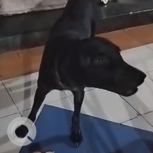 Found: Black Male Indie Dog from Sector 8, Kharghar
