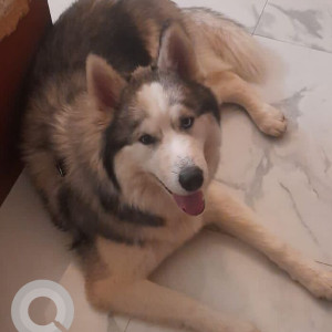 Missing: White and Grey Male Husky Dog from 3rd Main, Hanumanth Nagar, Bengaluru
