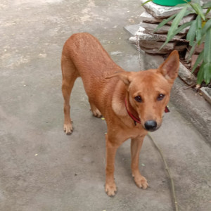 Missing: Brown Male Country dog Dog from Throwpathy Amman koil 1 Street Velachery chennai -600042