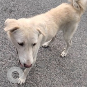 Found: White Male Indie Dog from DDA SFS Flats, Sector 22, Dwarka, New Delhi