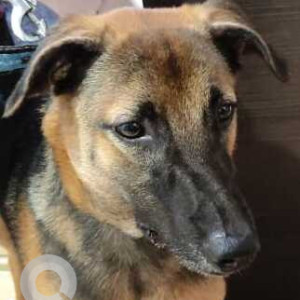Missing: Black and Brown Male Indie mixed Dog from Bhandup west mumbai tata power company