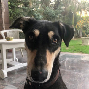 Missing: Black and White Female Indie Dog from Jangpura, New Delhi