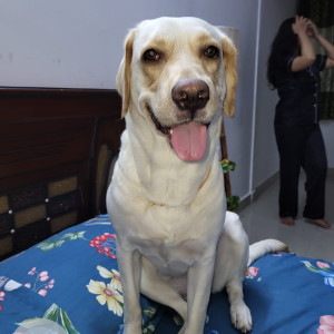 Missing: White Female Labrador Dog from Hydershakote, Hyderabad