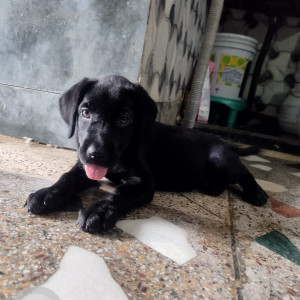 Missing: Black Female Indie Dog from Vikas Puri, Bhudela Village, REB Building Market, Delhi
