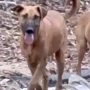 Missing: Black and Brown Male Indie Dog from Deer park in Green park