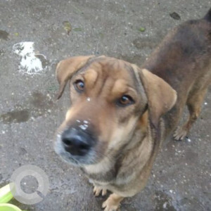 Missing: Black and Brown Male Indie Dog from Shakti Nagar