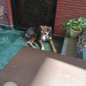 Missing: Black and Brown Male Indie Dog from C6 Vasant Kunj