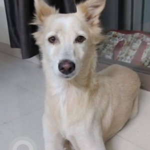Found: White Female Indie Dog from Dombivli East