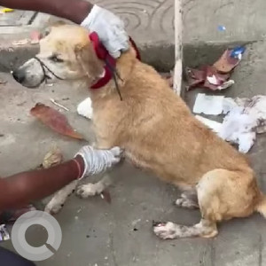 Found: Brown Male Indie Dog from Dahisar East near Celebration Hotel SV road