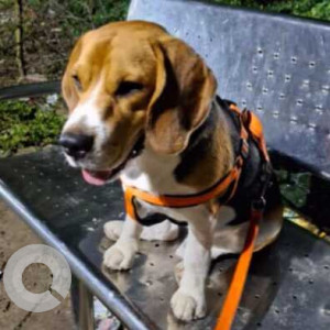 Missing: White-Brown Mix Male Beagle Dog from Ambedkar Park near Karkardooma