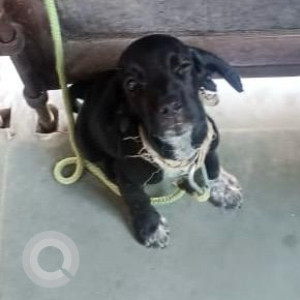 Missing: Black Male Cocker Spaniel-Beagle mix Dog from B 7 chotti market near shani Govind puri modinagar