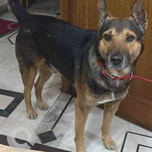 Missing: Black and Brown Male German Shepherd Indie mix Dog from Janta Market, Rajouri Garden, New delhi