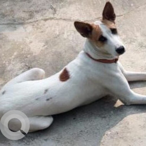 Missing: White-Brown Mix Female Indie Dog from Tarapore Officer's Enclave, Vasant Kunj