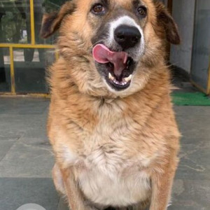 Missing: Brown Female Pomeranian Dog from Chirag Delhi near Soami nagar