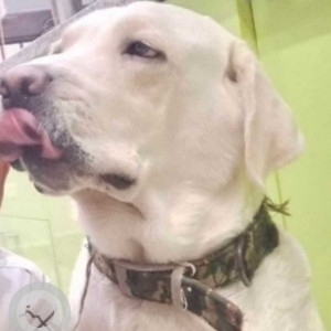 Missing: White Male Indie Dog from Rajouri Garden near SGACC