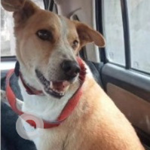 Missing: White-Brown Mix Male Indie Dog from Aurobindo Market