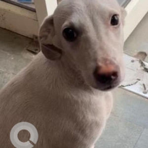 Missing: White Male Indie Dog from Patel Garden, Near Krishna Dairy, Dwarka Mor