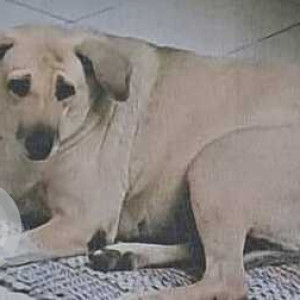 Missing: White Female Indie Dog from R.K. Puram Sectors & Munirka