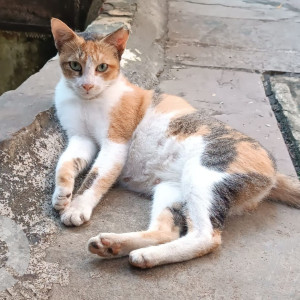 Missing: White-Brown Mix Female Calico Cat from Dewoolwadi Chakala Cigarette Factory Andheri East